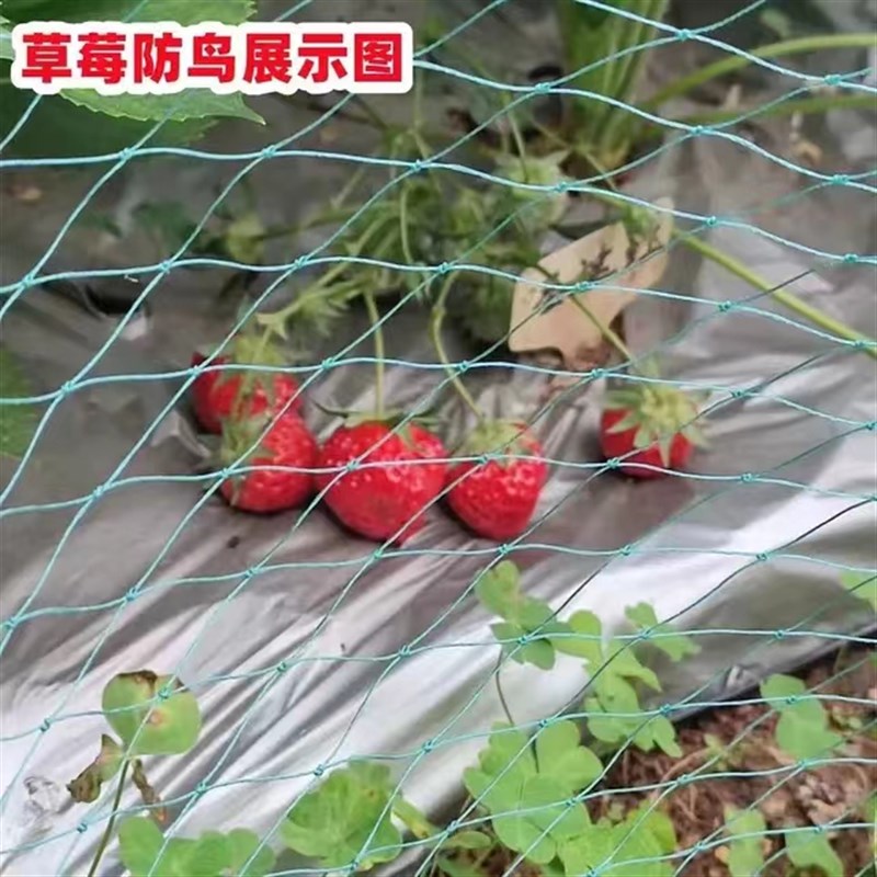 养鸡网家禽养殖围栏网瓜果爬藤网大I棚通风口防护网果园围网