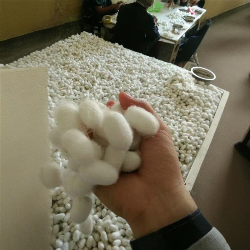 春茧新鲜桑蚕茧单宫茧活体带蛹可化娥抽丝DIY手工蚕W丝扇科学课蚕