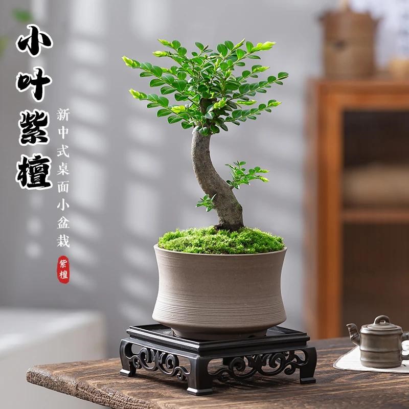 小叶紫檀盆栽树苗老n桩植物室内花四季好养客厅办公室桌面绿植摆