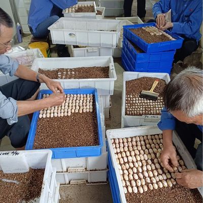 2026新款龟蛋孵化套装草龟鳄龟乌龟巴西火焰龟幼龟彩色宠物蛋礼盒