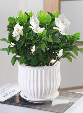 栀子花盆栽室内桌面盆栽绿植花苗大叶栀子花独杆栀子花好养植物