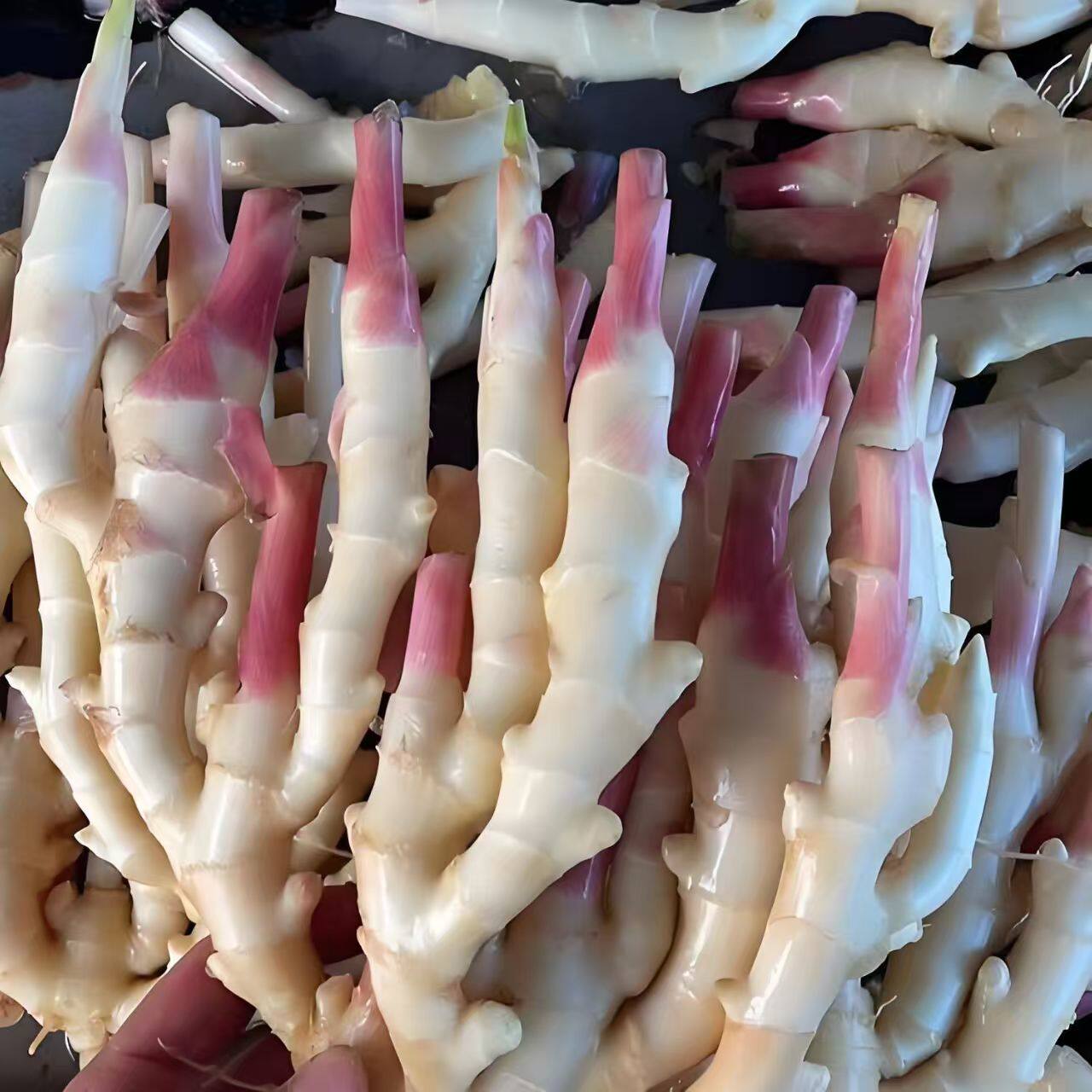 【泡姜泡菜】鲜嫩爽口现挖正宗嫩生姜新鲜嫩姜仔姜红芽产地批发