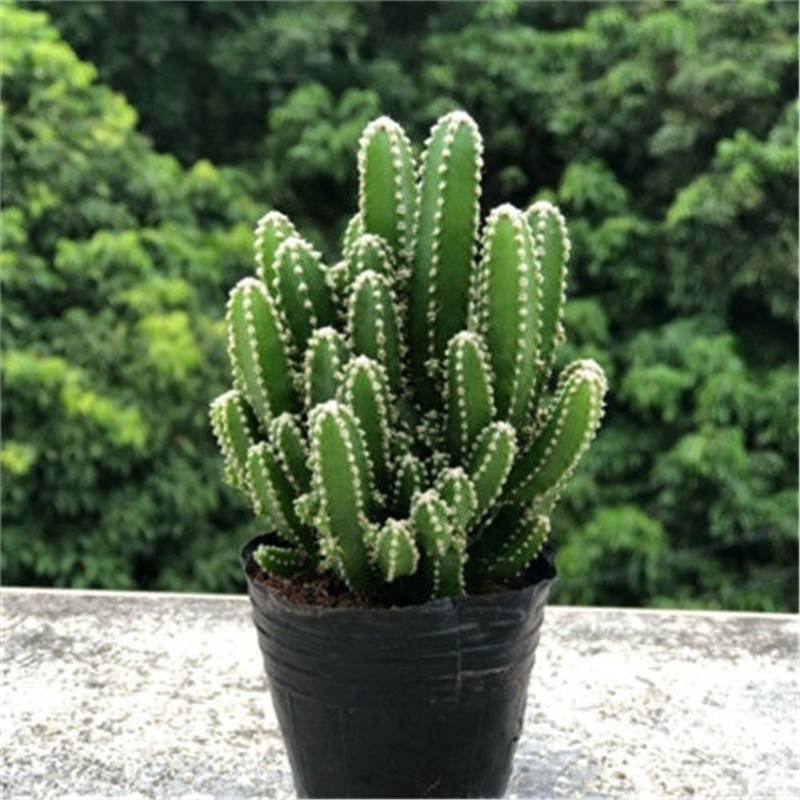 万重山多肉植物金手指盆栽五指山仙人掌金手指绿植花卉办公桌肉肉
