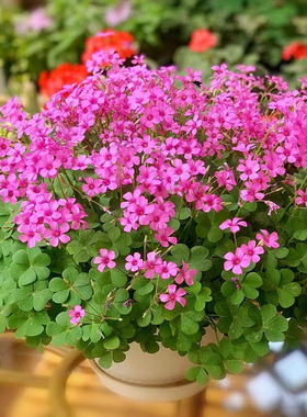 紫叶酢浆草种球幸运草炸酱草室内紫色醋酱草三叶草种子多年生盆栽