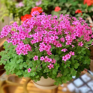 紫叶酢浆草种球幸运草炸酱草室内紫色醋酱草三叶草种子多年生盆栽