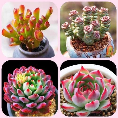 玫瑰多肉植物品种大全红宝石盆栽大颗办公室商超花卉耐旱新手好养