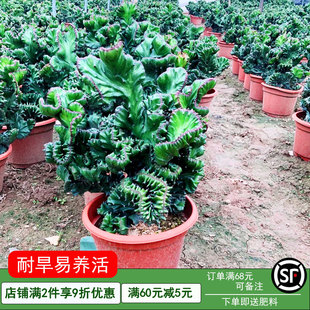 玉麒麟盆栽办公室桌面摆件招财树盆景彩麒麟龙骨植物室内阳台多肉