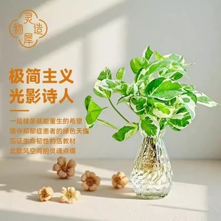 白金葛花叶绿萝水培绿植办公室内桌面植物花卉带根耐阴好养小盆栽