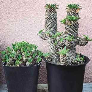 铁甲麒麟大戟科块根多肉植物稀有贵货峨眉山菠萝白桦麒麟盆栽绿植