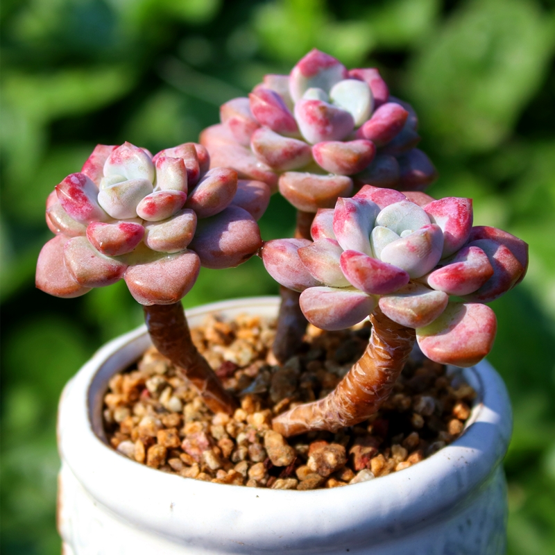 花斑鹿 精品小贵货多肉植物多头群生木质化老桩盆栽组合花卉