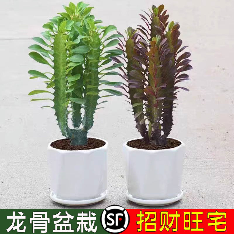 龙骨盆栽霸王鞭多肉花植物老桩大颗精品招财仙人掌大颗好养耐旱