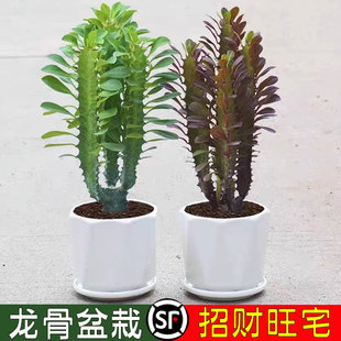 龙骨盆栽霸王鞭多肉花植物老桩大颗精品招财仙人掌大颗好养耐旱