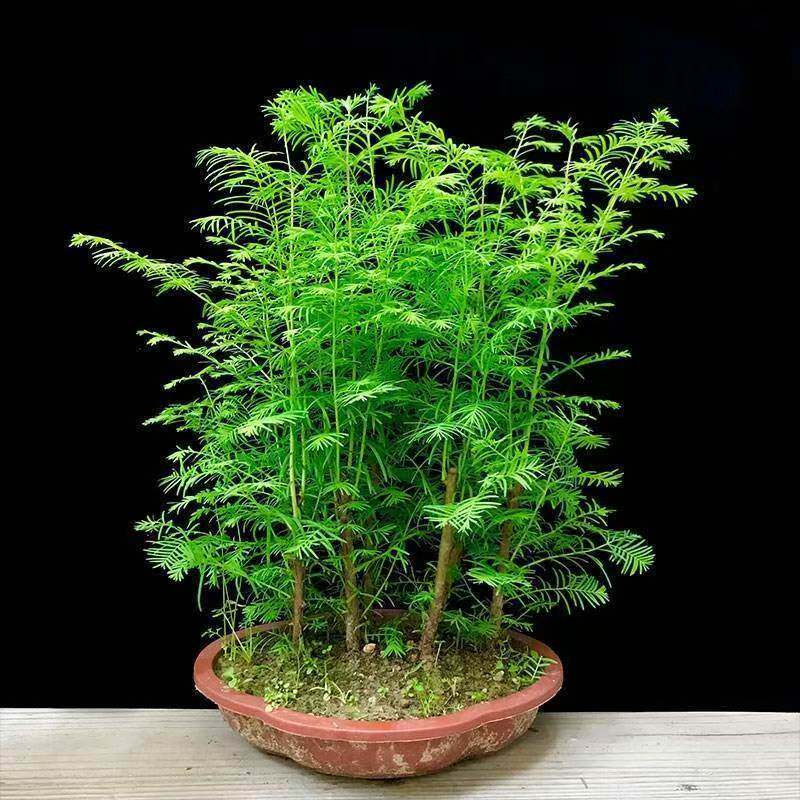 盆栽落羽杉水杉植物空气净化室内水培客厅盆景树苗小绿植盆栽造型