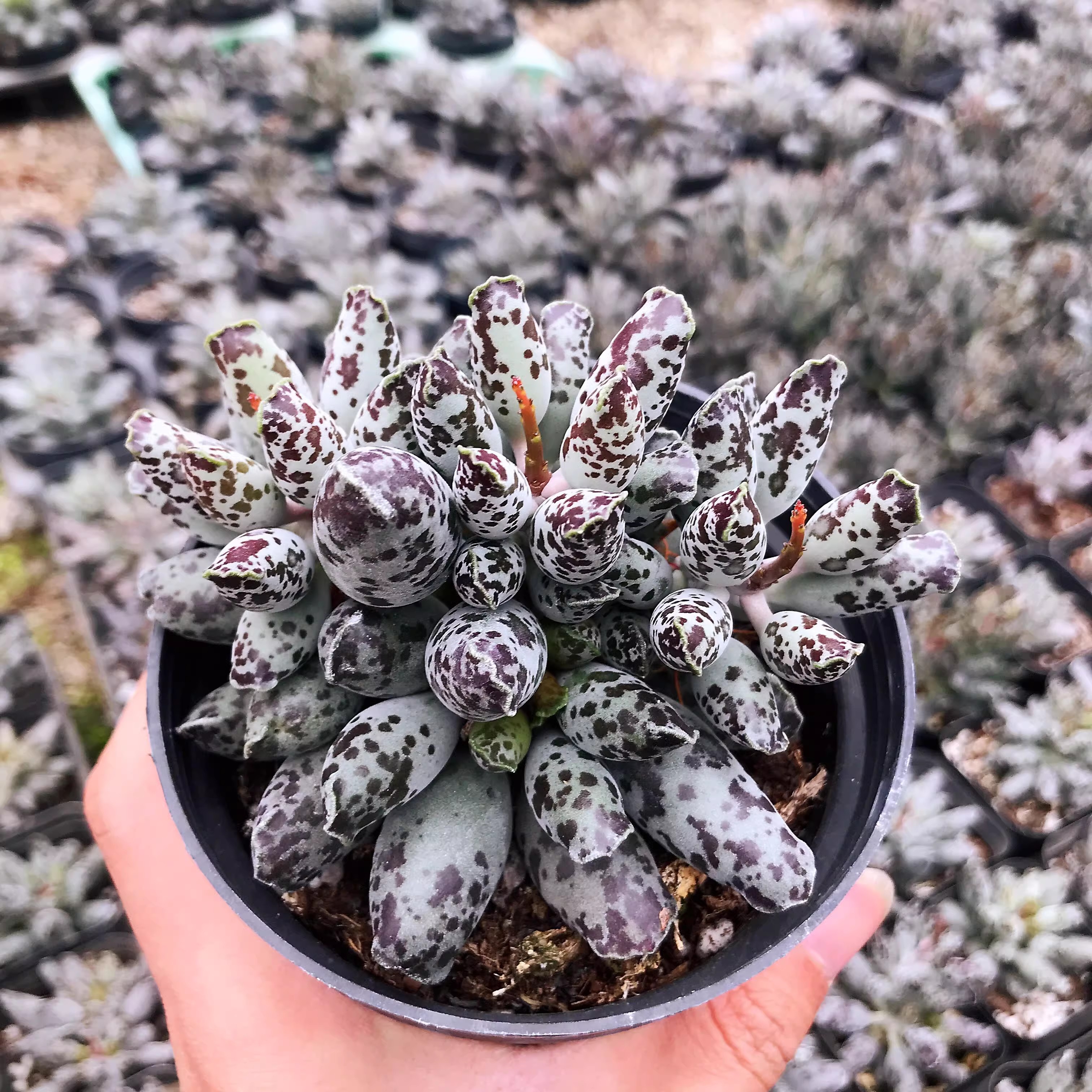 海豹多肉植物水泡系超萌梅花鹿奇趣多肉花卉盆栽绿植紫肌白肌海豹