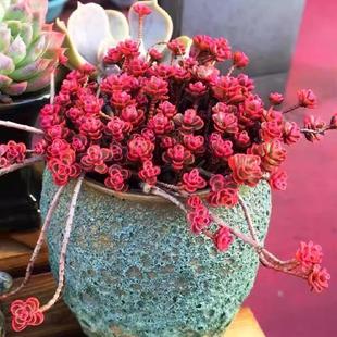 多肉小球玫瑰多头群生多肉植物盆栽肉肉新手办公室创意花卉绿植