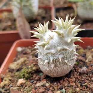 惠比须笑大黑世界知名稀有块根多肉植物肉肉奇葩的植物盆栽花卉