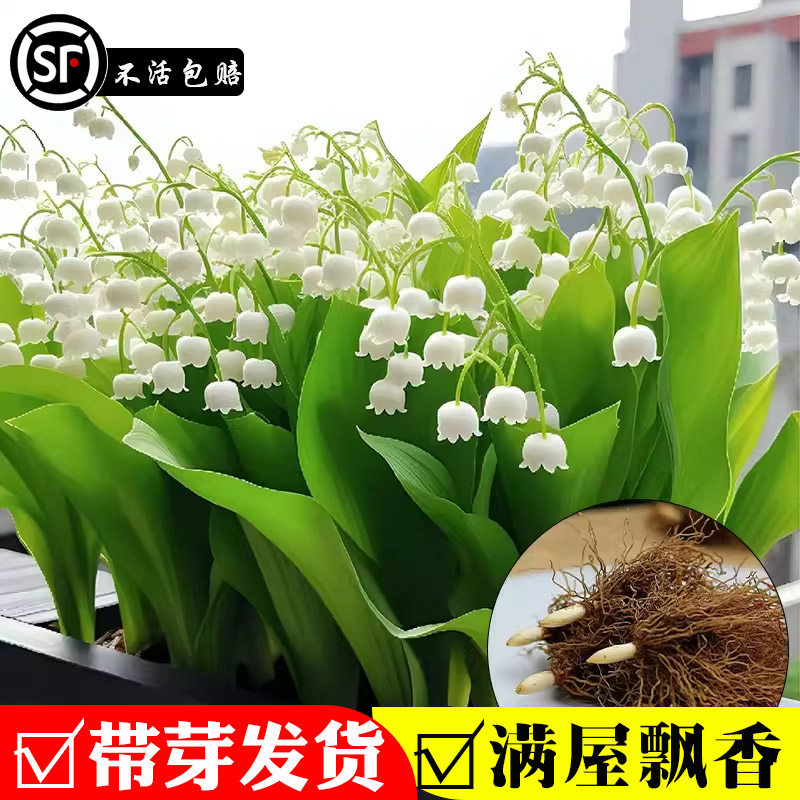 铃兰花苗带芽带根盆栽植物种球进口耐寒室内外花卉绿植四季开铃铛