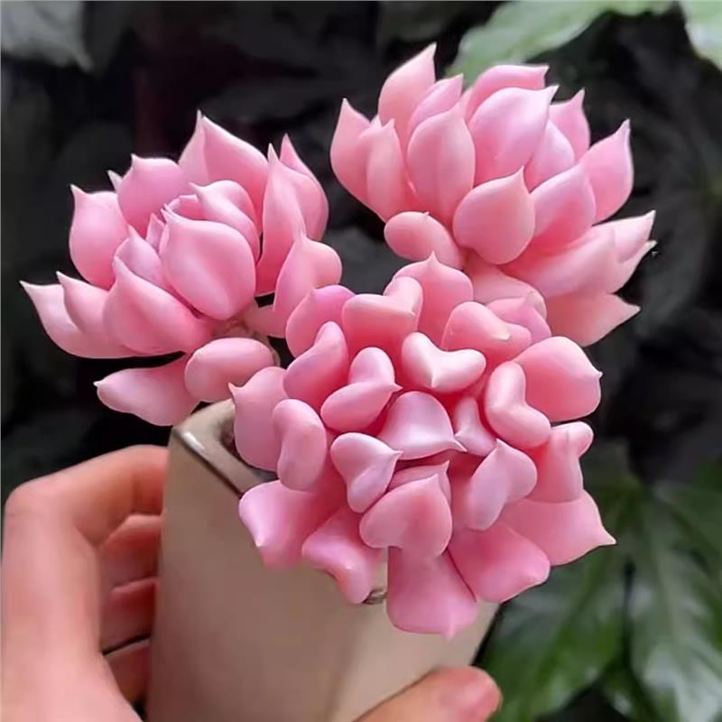 多肉植物特玉莲丘比特雪精灵萌肉肉组合小盆栽创意绿植花卉