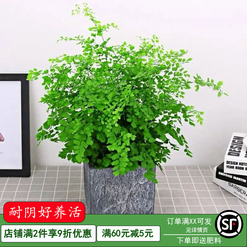 铁线蕨盆栽密叶水培蕨类植物耐阴客厅室内外垂吊好养活四季常绿植