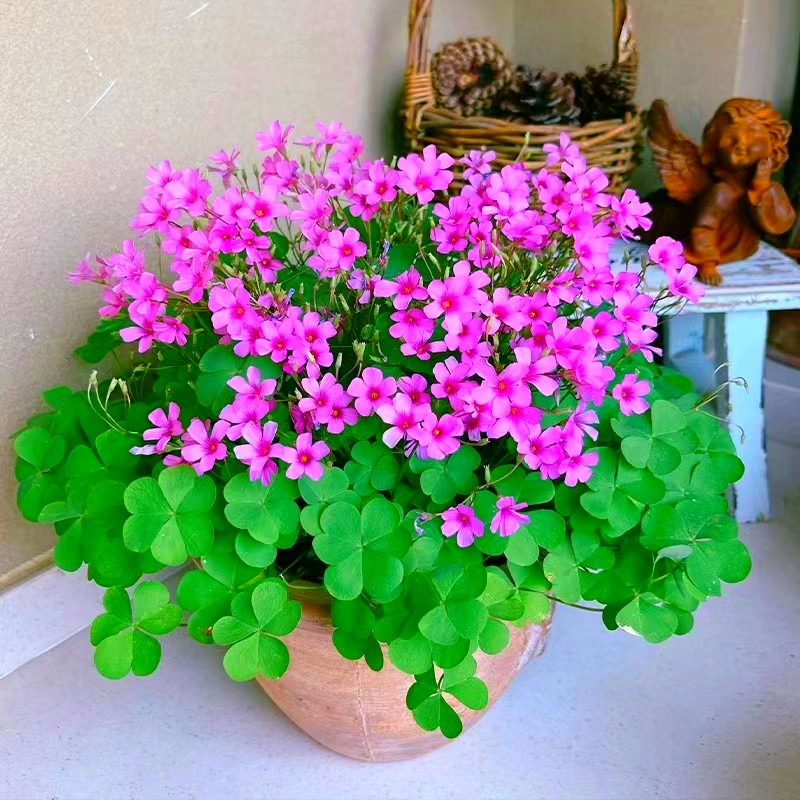 紫叶酢浆草种球红花炸浆草四季种植苗室内盆栽紫三叶幸运草蝴蝶花