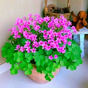 紫叶酢浆草种球红花炸浆草四季种植苗室内盆栽紫三叶幸运草蝴蝶花