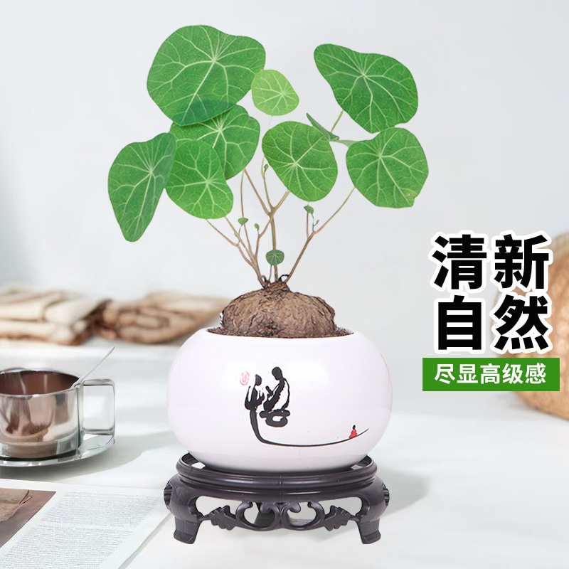 带叶山乌龟盆栽红藤金不换植物室内桌面爬藤水培植物懒人绿植盆景