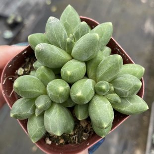 千代田之松缀化暗纹天生带纹路的多肉植物阳台桌面小盆栽美观趣味