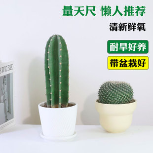 量天尺大型盆栽仙人掌仙人柱多肉植物客厅桌面无刺天轮柱北欧绿植