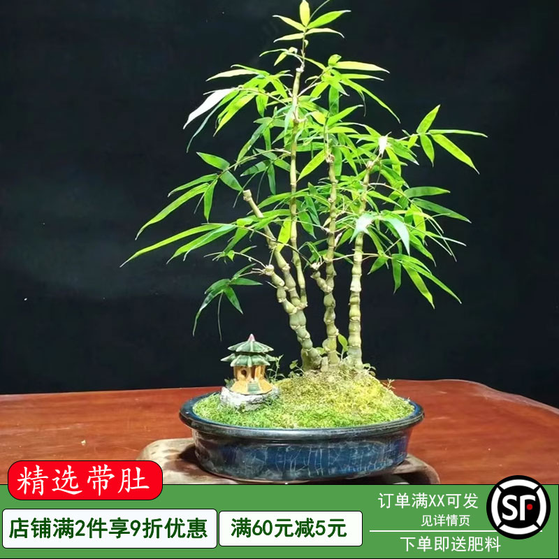 矮化佛肚竹盆栽罗汉竹盆景植物凤尾竹米竹庭院竹多年生丛林竹苗