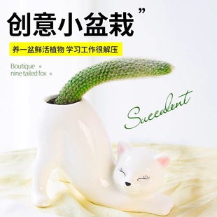 九尾狐多肉植物长毛摆件专用花盆白毛阳台盆栽好养活庭院耐旱趣味