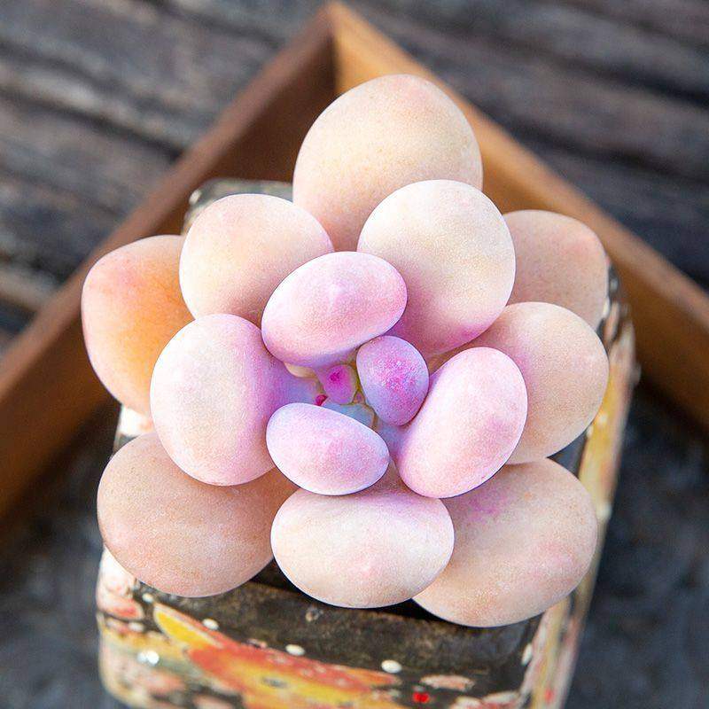 桃美人多肉植物盆栽三日月美人稻田姬香水肉肉组合办公桌绿植花卉,鲜花速递/花卉仿真/绿植园艺,多肉植物,淘宝优惠券,粉丝福利购,淘宝优惠卷