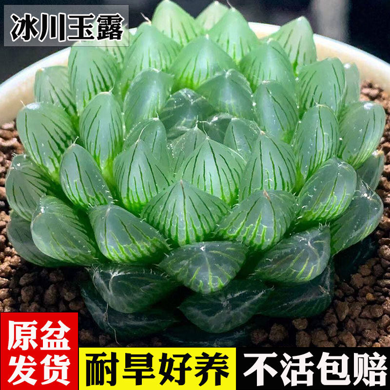 冰川玉露多肉植物室内阳台小盆栽琥珀玉露漂亮好养组合盆栽带盆