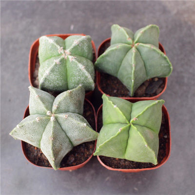 大颗实生鸾凤玉籽播仙人球开花肉肉植物小盆栽好养活花卉五角四角