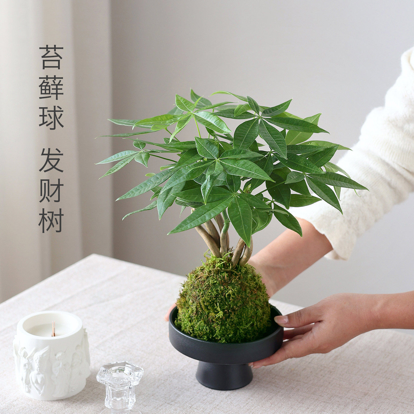 奇趣发财树水培桌面盆栽招财
