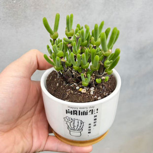 枝杆兔子短耳朵兔子多头老桩好养活多肉植物枝杆枝干番杏非碧光环