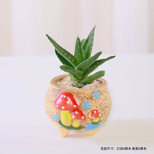 不夜城芦荟盆栽多肉植物室内迷你芦荟小绿植阳台耐旱花卉四季常青