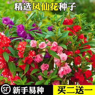 重瓣凤仙花种子七彩四季播种开花盆栽指甲花种籽庭院室内植物种子