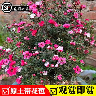 澳洲松红梅盆栽带花苞大苗老桩四季花开好养易活室内阳台花卉绿植