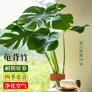 龟背竹水培植物大叶老桩室内客厅旺宅绿植水养天堂鸟盆栽四季常青