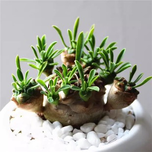 小菠萝峨眉山铁甲麒麟白桦麒麟小萝卜多肉植物桌面盆栽庭院肉肉