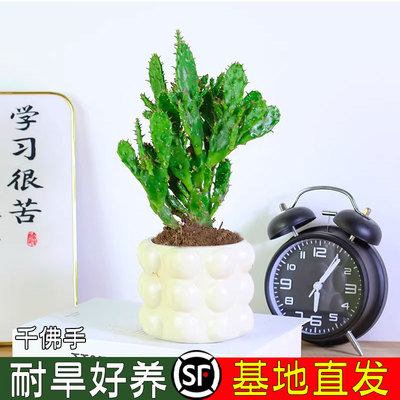 千佛手多肉老桩千手观音多头群生盆栽植物室内阳台绿植花卉仙人掌