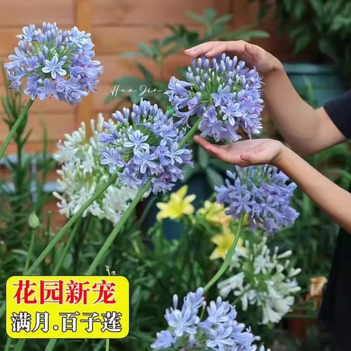 百子莲根茎多年生盆栽天鹅绒种球四季种植庭院阳台植物花卉地栽