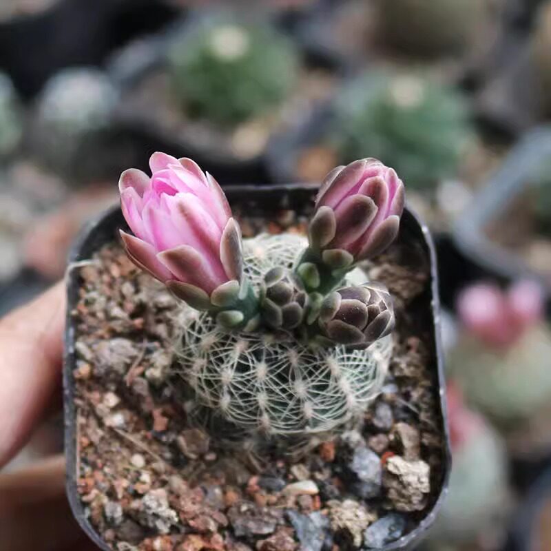 胭脂红仙人球室内盆栽稀有开花粉花勤花罗星丸仙人掌多肉植物