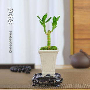 富贵竹节节高盆栽迷你雅致拇指办公室桌面小植物罗汉松创意盆景