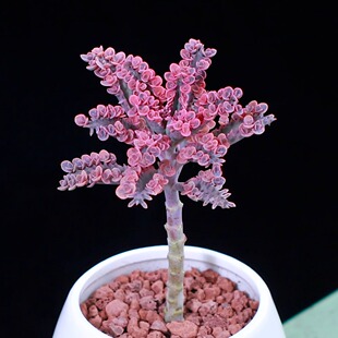 多肉植物不死鸟锦落地生根办公室美观易养小老桩花卉小盆栽