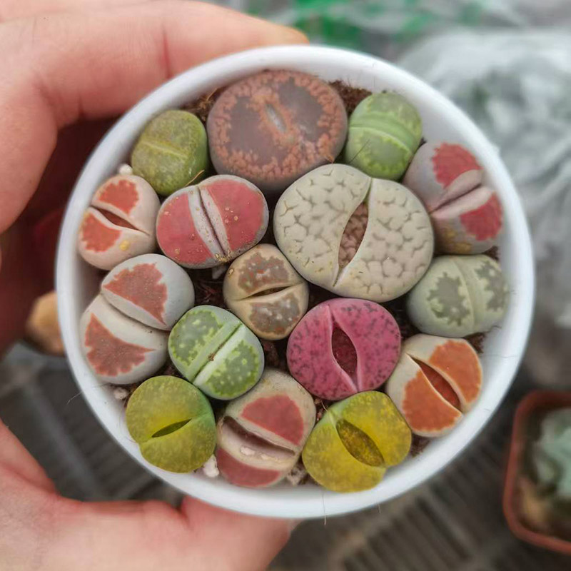 生石花多肉植物锦混合整盆超大pp屁屁石头花肉肉屁股花大颗大母本