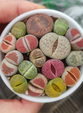 生石花多肉植物锦混合整盆超大pp屁屁石头花肉肉屁股花大颗大母本