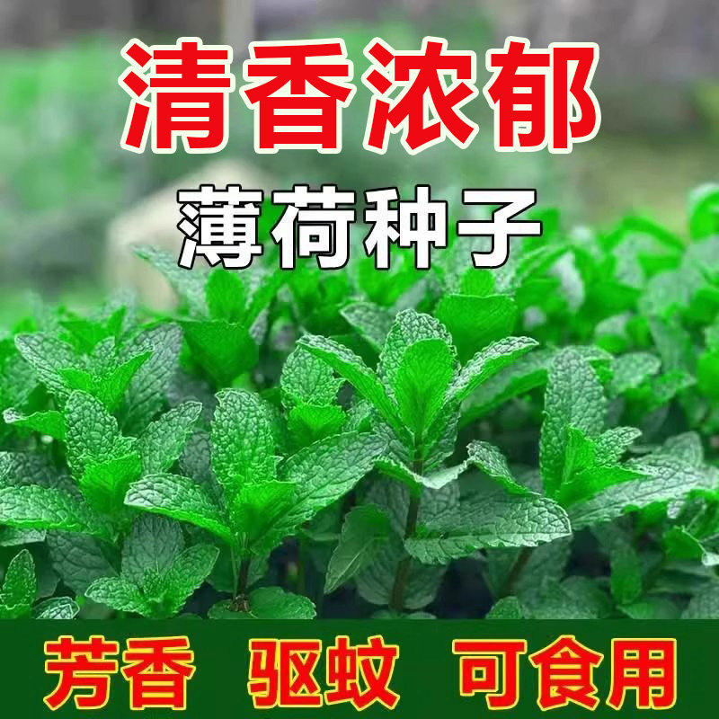 食用薄荷种子驱蚊盆栽四季播种香水留兰香猫薄荷种籽子孑驱蚊阳台