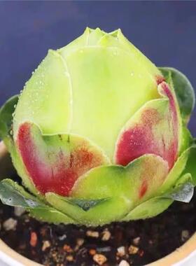 【水蜜桃山地玫瑰】山地玫瑰系列耶罗小酒杯粉山地多肉萌肉肉新手