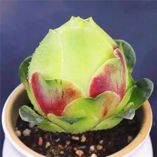 山地玫瑰系列耶罗小酒杯粉山地多肉萌肉肉新手 水蜜桃山地玫瑰